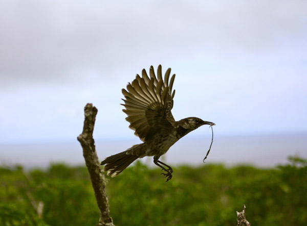 Floreana, sanctuaire de demain des îles Galápagos 7366,raw,Moqueur_photoLuisOrtiz-Cate.jpg