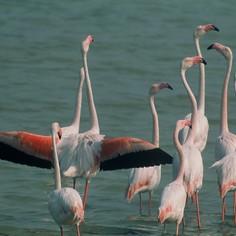 Protecting the fauna of the Camargue: promoting the reproduction of flamingos and the growth of endangered species of fish 8699,raw,flamants-G.jpg