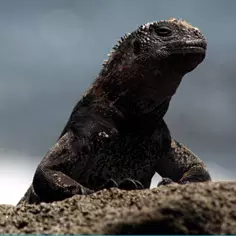 Floreana, the Galapagos Islands sanctuary of the future 8803,raw,Iguane-sur-l_le-de-Flore_23.jpg