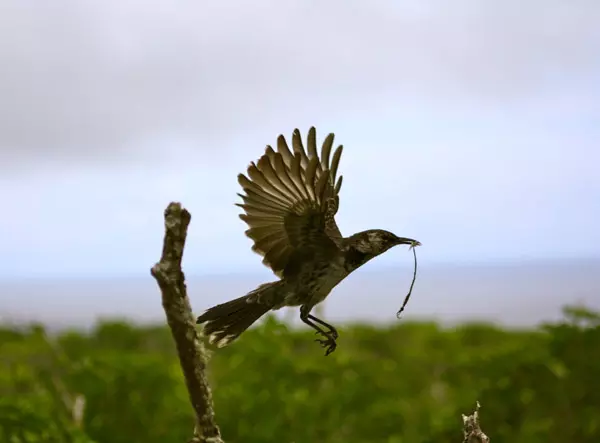 Floreana, the Galapagos Islands sanctuary of the future 8804,raw,Moqueur_photoLuisOrtiz-Cate.jpg