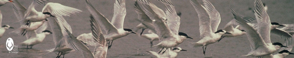 Observer les flamants roses sans les déranger 9516,raw,photo_organisme.jpg
