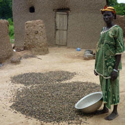 Les filières jatropha, puissant levier de développement local en Afrique de l'Ouest 9601,raw,12EB1652-GERES_Sechage-des-.jpg