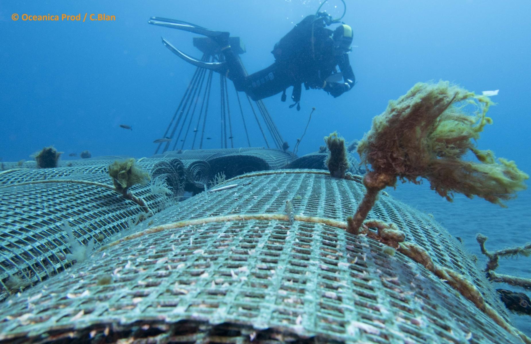 Remora - fonds marins