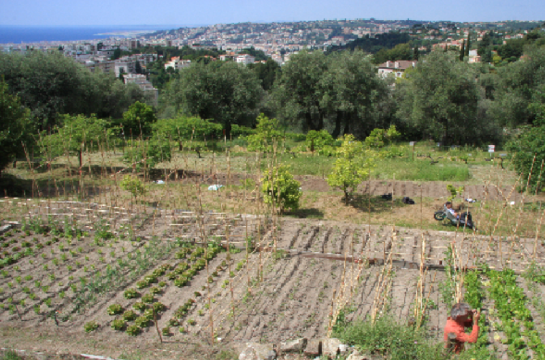 Un potager solidaire à bien des titres 10096,raw,12SE1673-L_Arbre-_4_.png