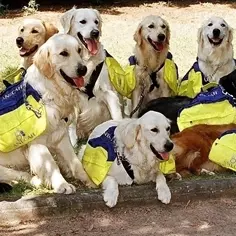 Formation adaptée pour le meilleur ami de l’homme 6549,raw,277_france.jpg