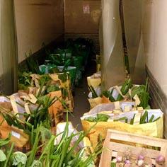 Un Jardin de Cocagne en pays nantais 6769,raw,6em798-Partage44.jpg