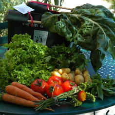 Le maraîchage bio comme chemin vers l'insertion professionnelle 6771,raw,6EM774-JardinAvenirOK.jpg