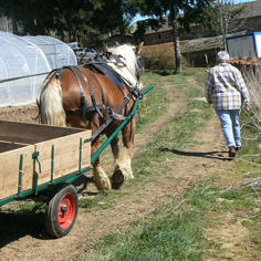 Des chevaux et des ânes pour favoriser l'insertion professionnelle 6991,raw,7IP1017_236.jpg