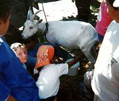 Une ferme pédagogique pour tous 7010,raw,8EN1043-ferme-beaugensier.jpg