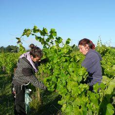 De la vigne au vin et du travail saisonnier à l'emploi qualifié 7059,raw,8IP1091-Preistavigne-1.jpg
