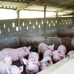 Produire de l'énergie grâce aux déchets organiques au nord Viêt-Nam 7328,raw,11SD1460-Zebunet_moyen.jpg