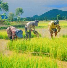 Safeguarding the Water Supply of a Rural Commune 8331,raw,7SD955-la-pirogue-d_or-1.jpg