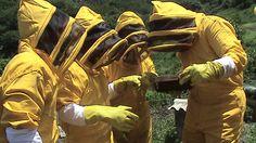 Bees to replace coca 8385,raw,7EN0976-_Apiculture-en-Colombie-2.jpg