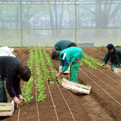 Ensemble, cultivons la solidarité 9369,raw,Marcousis-245.jpg