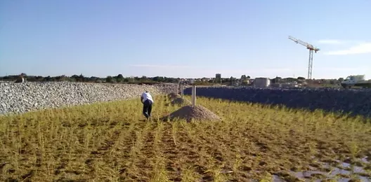 Maison d'accueil éco-exemplaire pour les roseliers d'Oasure 9560,raw,528-260-OASUREStation-en-plantation.jpg