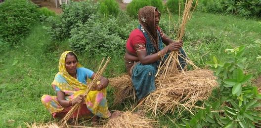 Faire reculer le désert dans le nord de l'Inde 9566,raw,528-260-RAIN-DROPIMG_8180.jpg