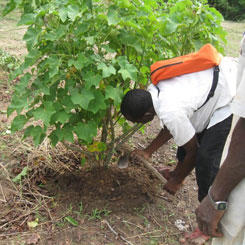 Les filières jatropha, puissant levier de développement local en Afrique de l'Ouest 9599,raw,12EB1652-GERES_Bechage-pour.jpg
