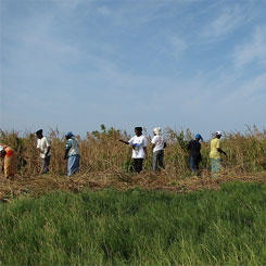 Formation en maraîchage pour 20 jeunes adultes sénégalais 9607,raw,foutoucou.jpg