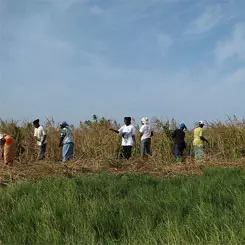 Training in market gardening for 20 young Senegalese adults 9615,raw,foutoucou.jpg