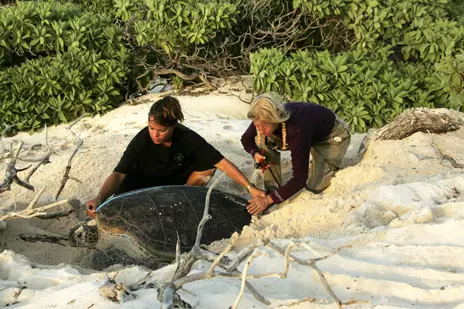 Protecting sea turtles in a sustainable local economy 9634,raw,illustr-kelonia.jpg