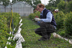 Cultivons la solidarité ! 9642,raw,9638,245wide,illustr-jardin-cocagne-nantais.jpg