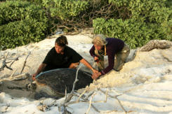Les tortues vertes protégées dans une économie locale durable 9644,raw,9634,245wide,illustr-kelonia.jpg
