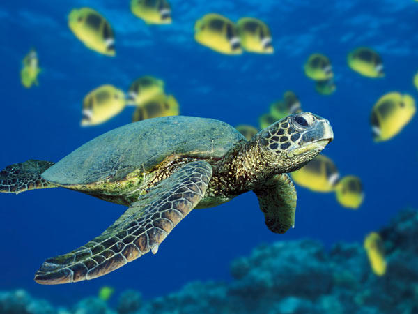 Une «résidence secondaire» pour les tortues