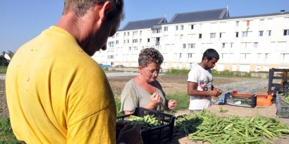 Du maraîchage biologique pour cultiver l’emploi solidaire