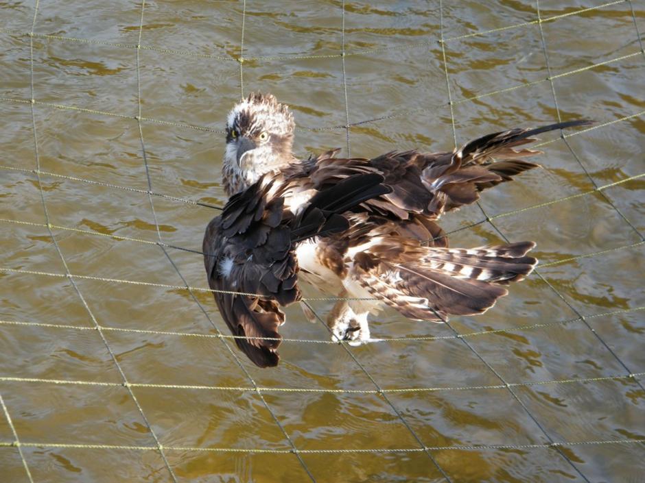 Ligue de Protection des Oiseaux - Alsace