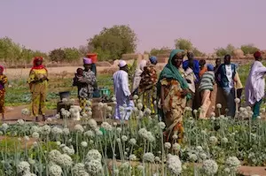 Agrisud international