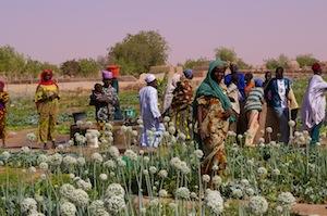 Agrisud international