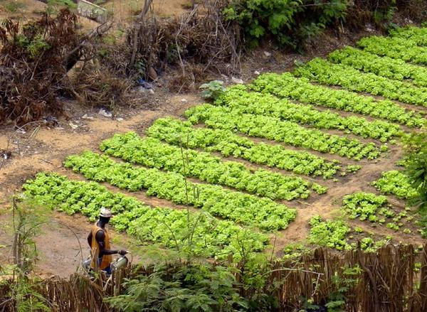 Programme alimentaire mondiale des Nations Unies