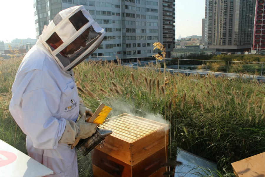 Abeille sur les toits