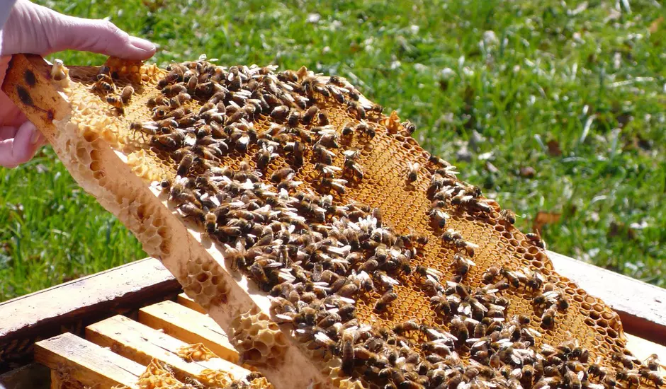 Apiculture ONUDC