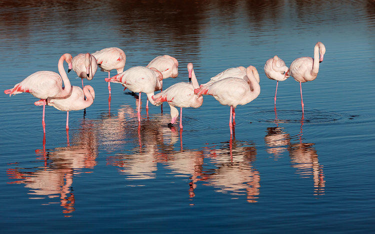 Flamants roses Camargue