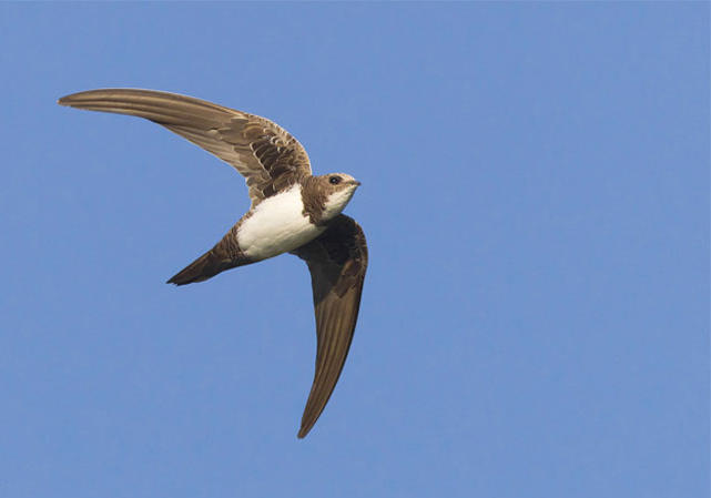 Oiseaux Martinets